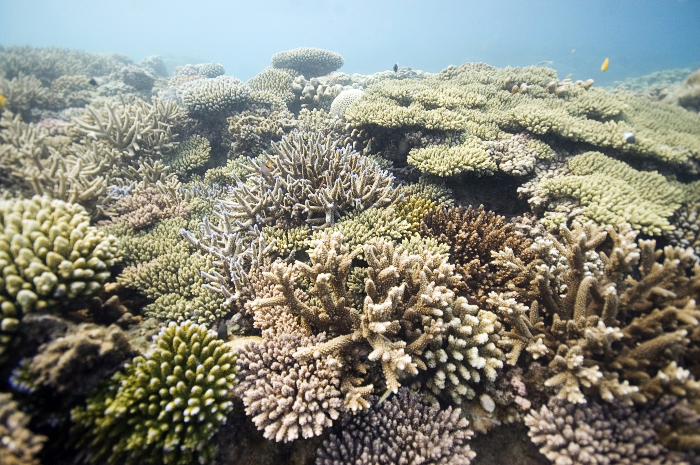 Chumbe Island Coral Park, Zanzibar, Tanzania