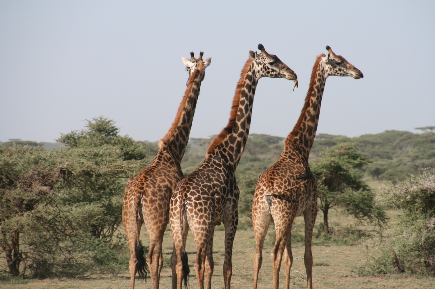 girafs on the savannah