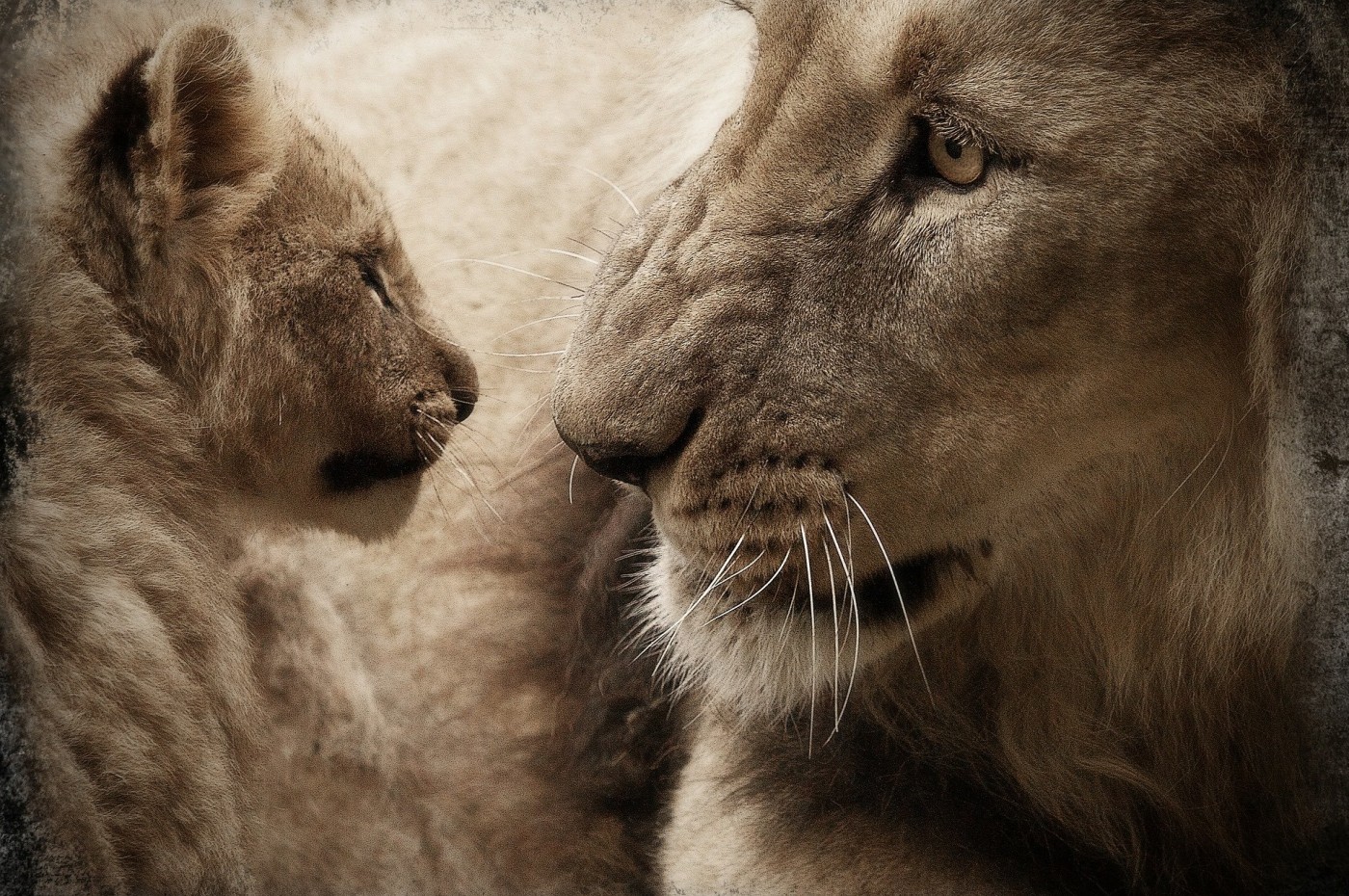 lions close up