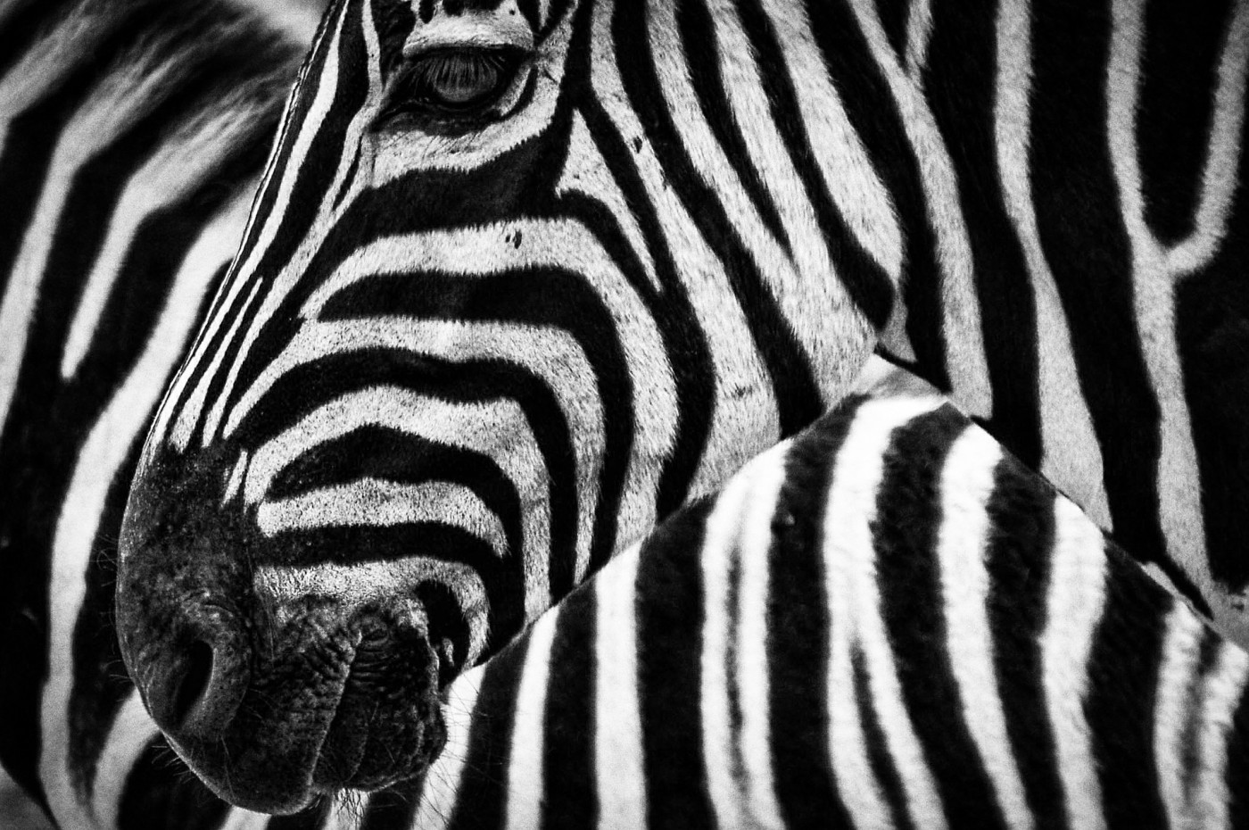 zebras