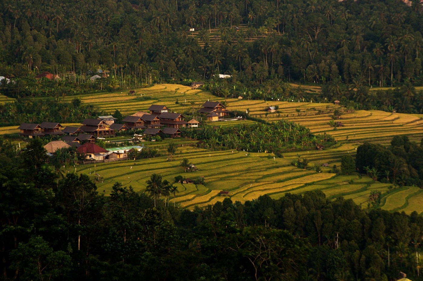rice fields, Sanak Retreat, Munduk, Bali, Indonesia