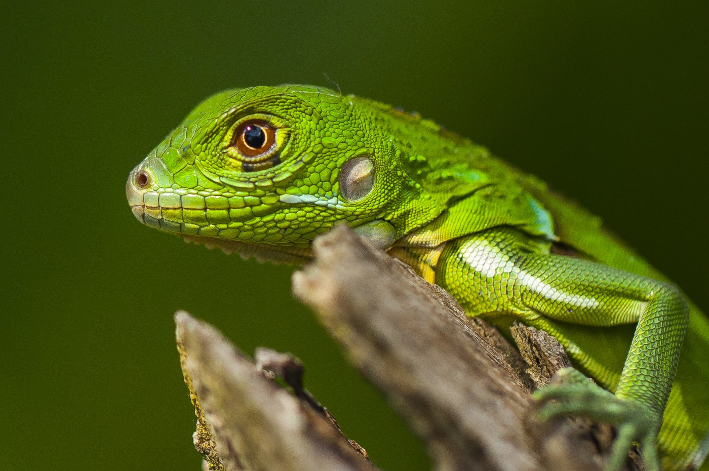 Lapa Rios, Osa, Costa Rica