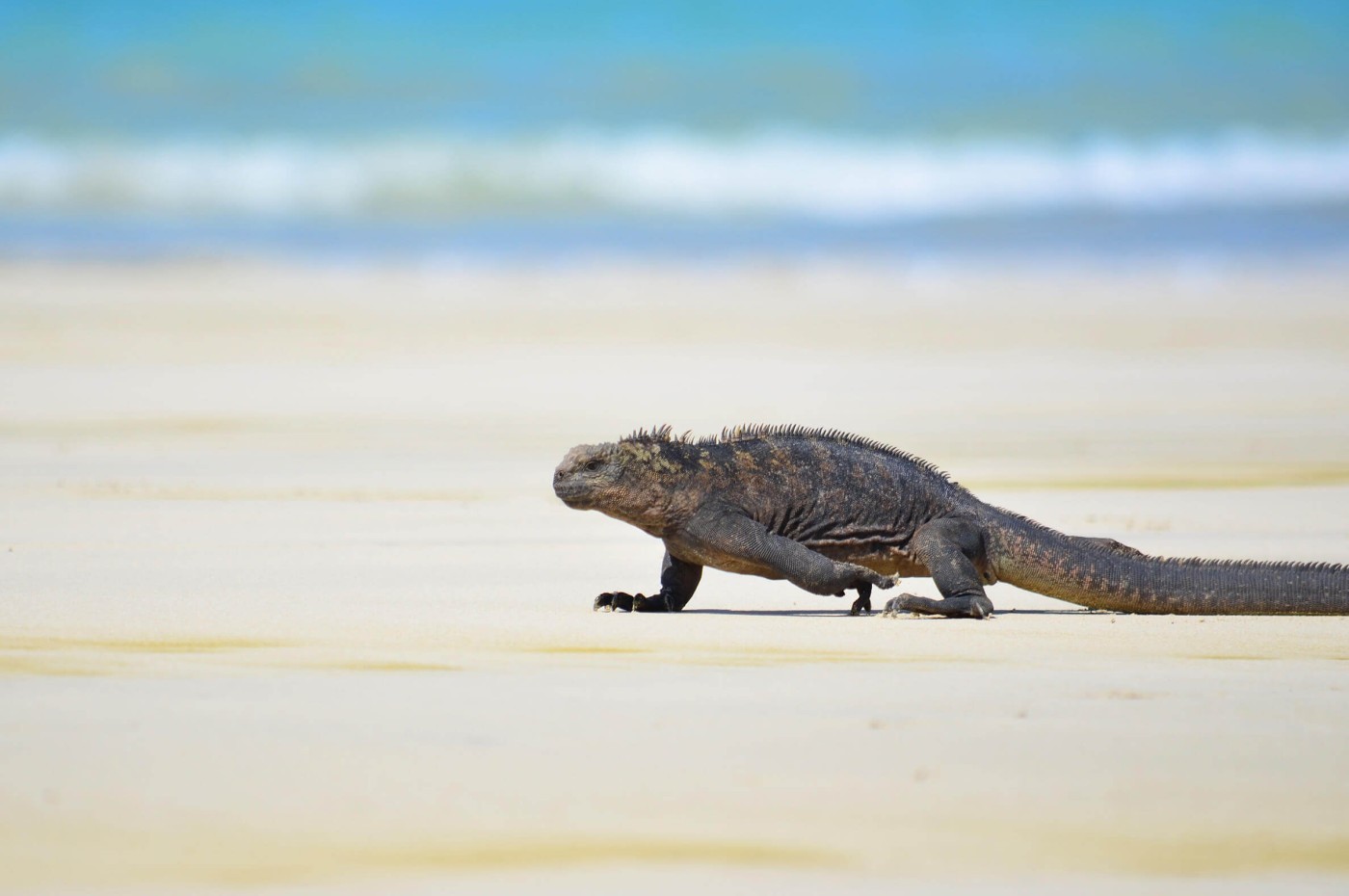 Casa de Marita, Isabela, Galapagos