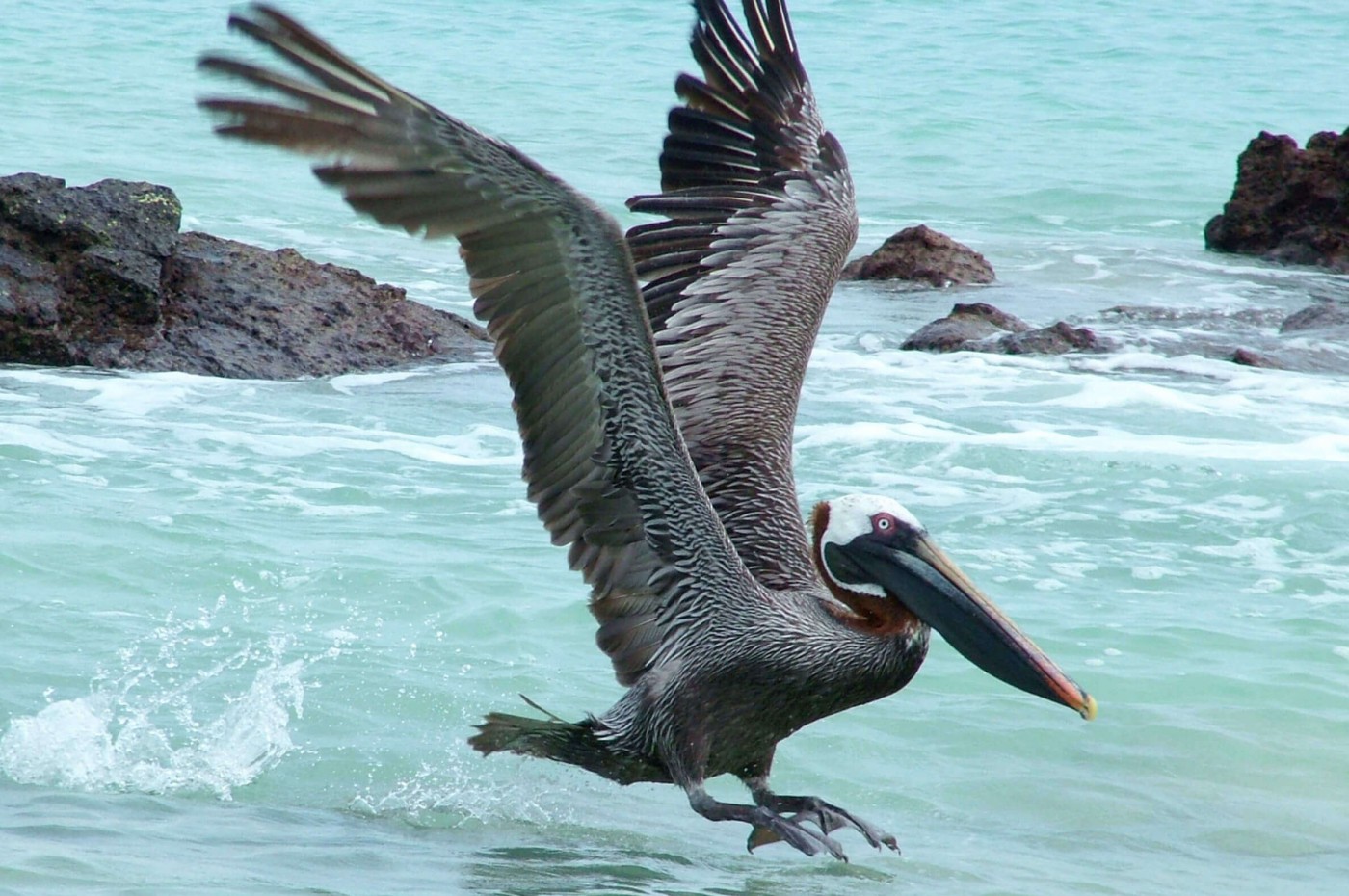 Casa de Marita, Isabela, Galapagos