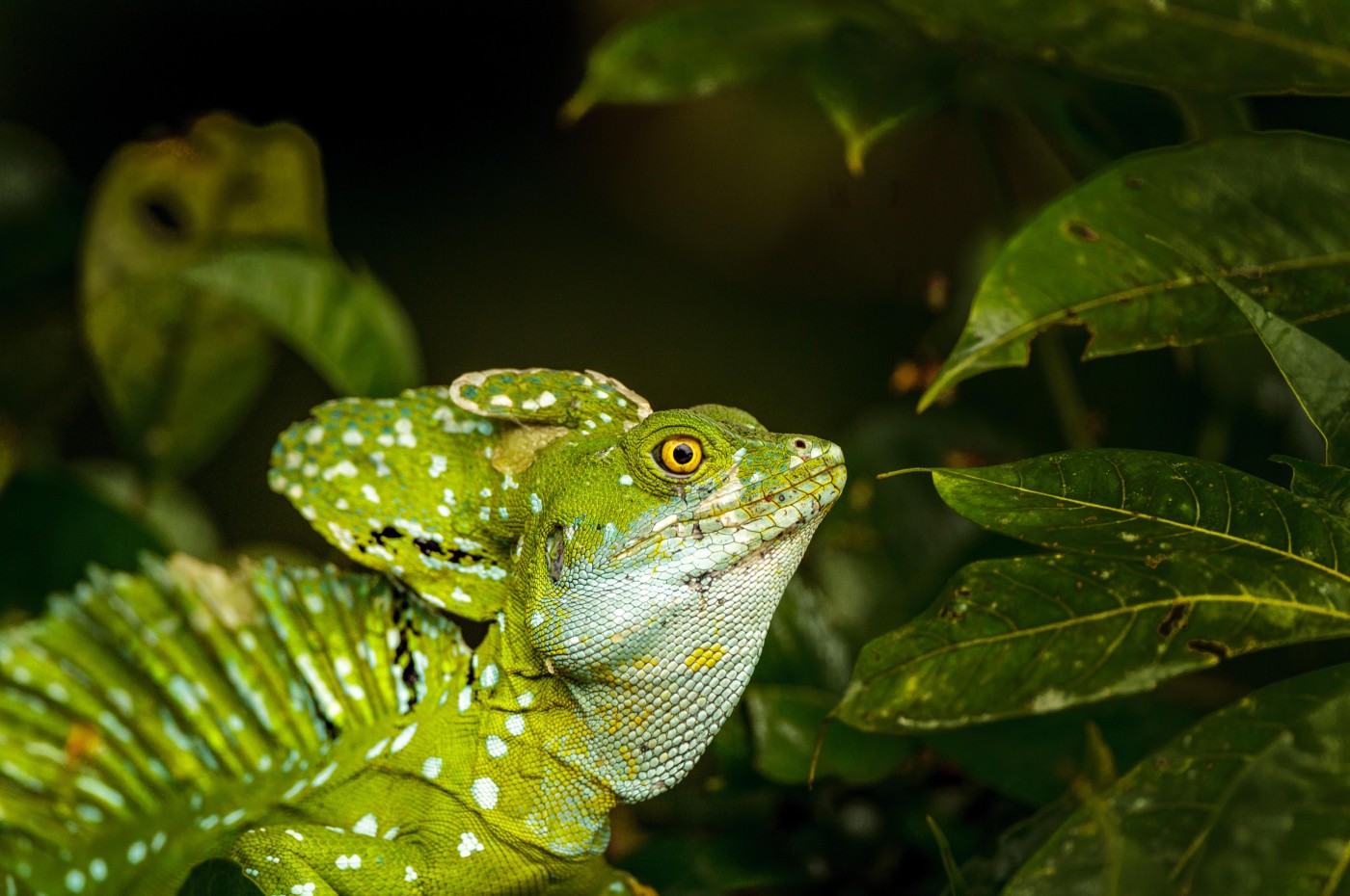 Costa Rica