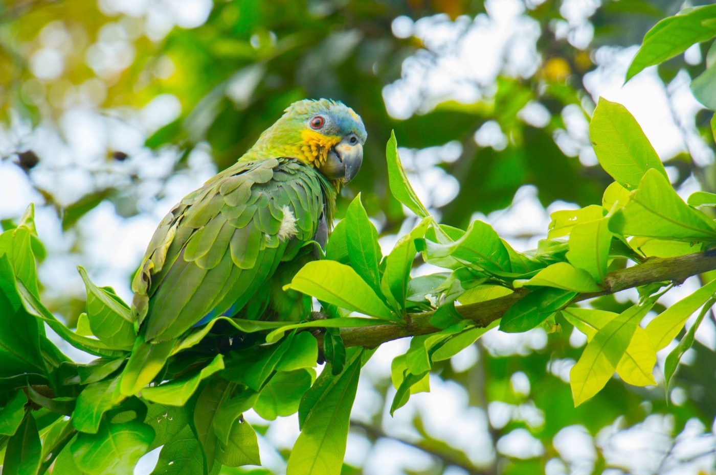 Kapawi Eco Lodge, Amazon, Ecuador