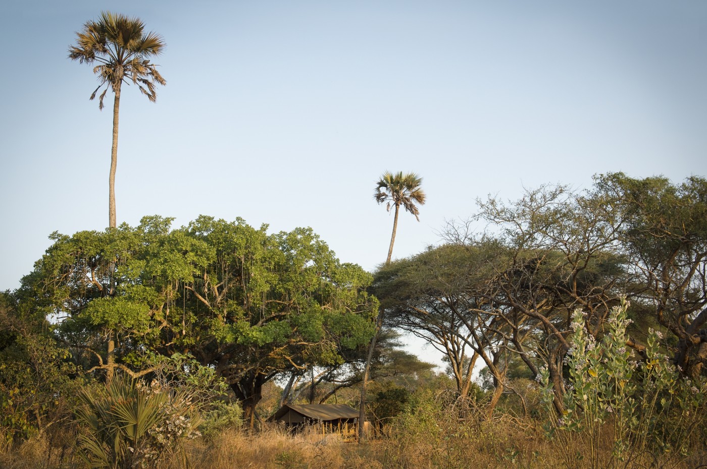 Chada Katavi, Tazania