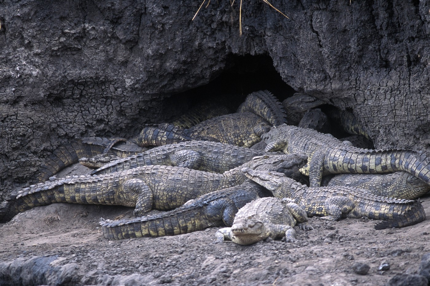 Chada Katavi, Tazania