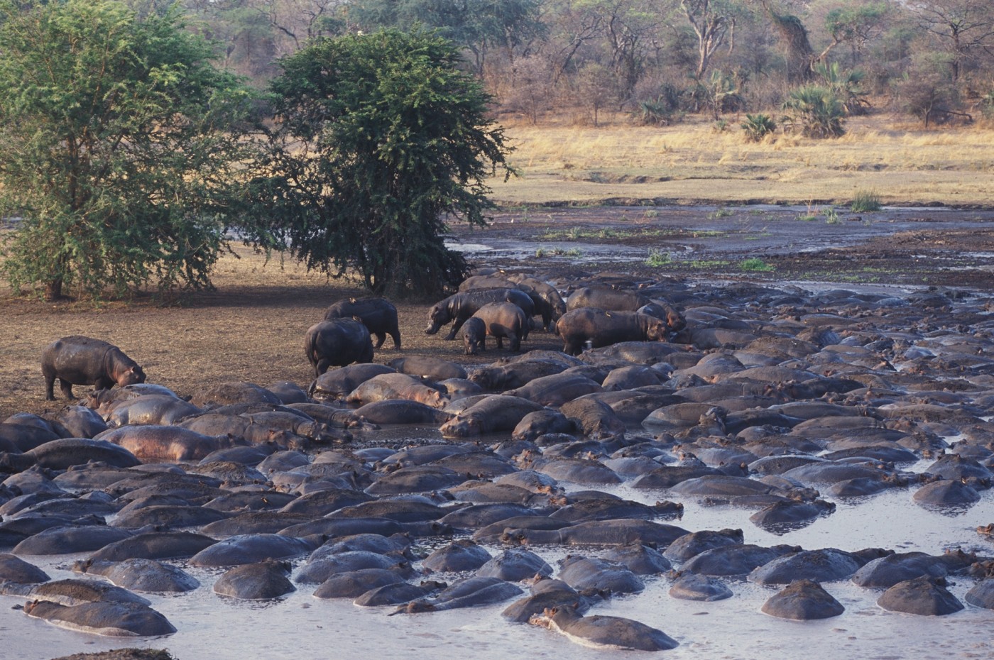 Chada Katavi, Tazania
