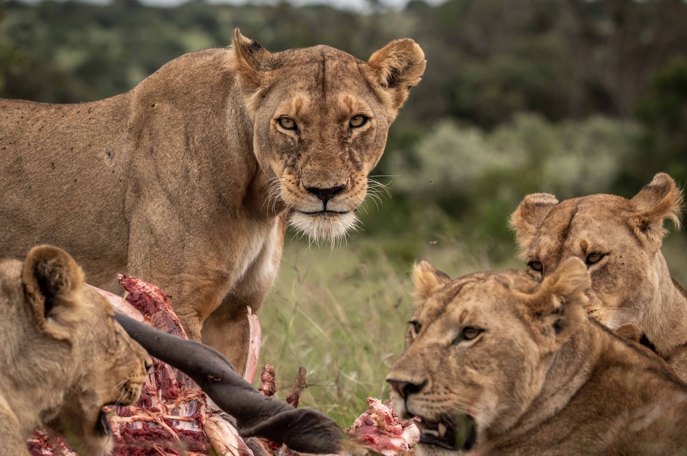 House in the Wild, Masai Mara, Kenya