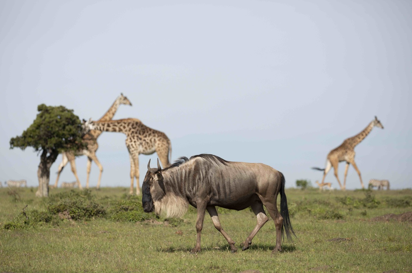 House in the Wild, Masai Mara, Kenya