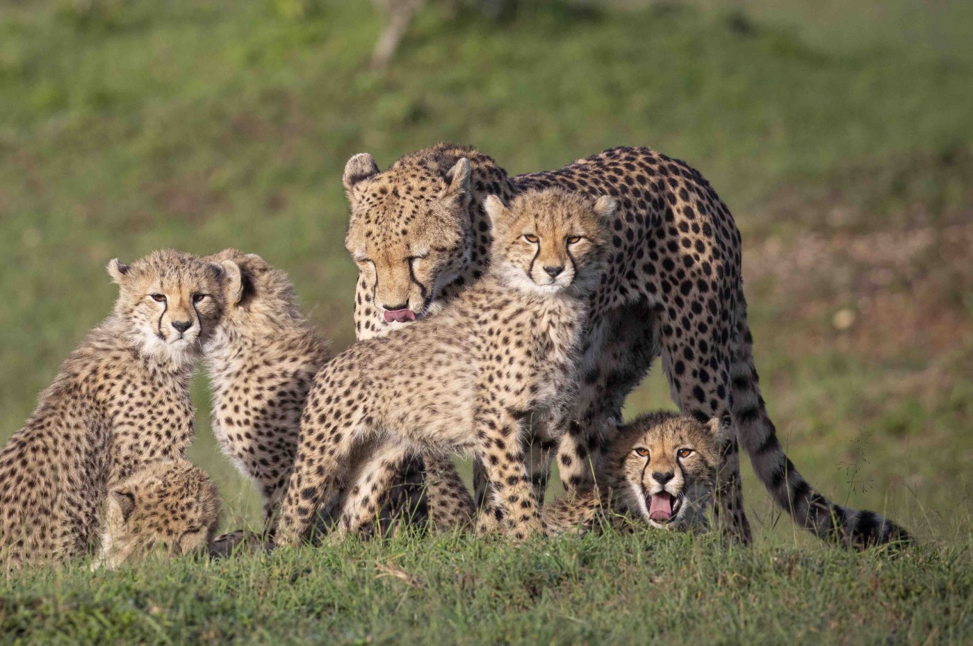House in the Wild, Masai Mara, Kenya