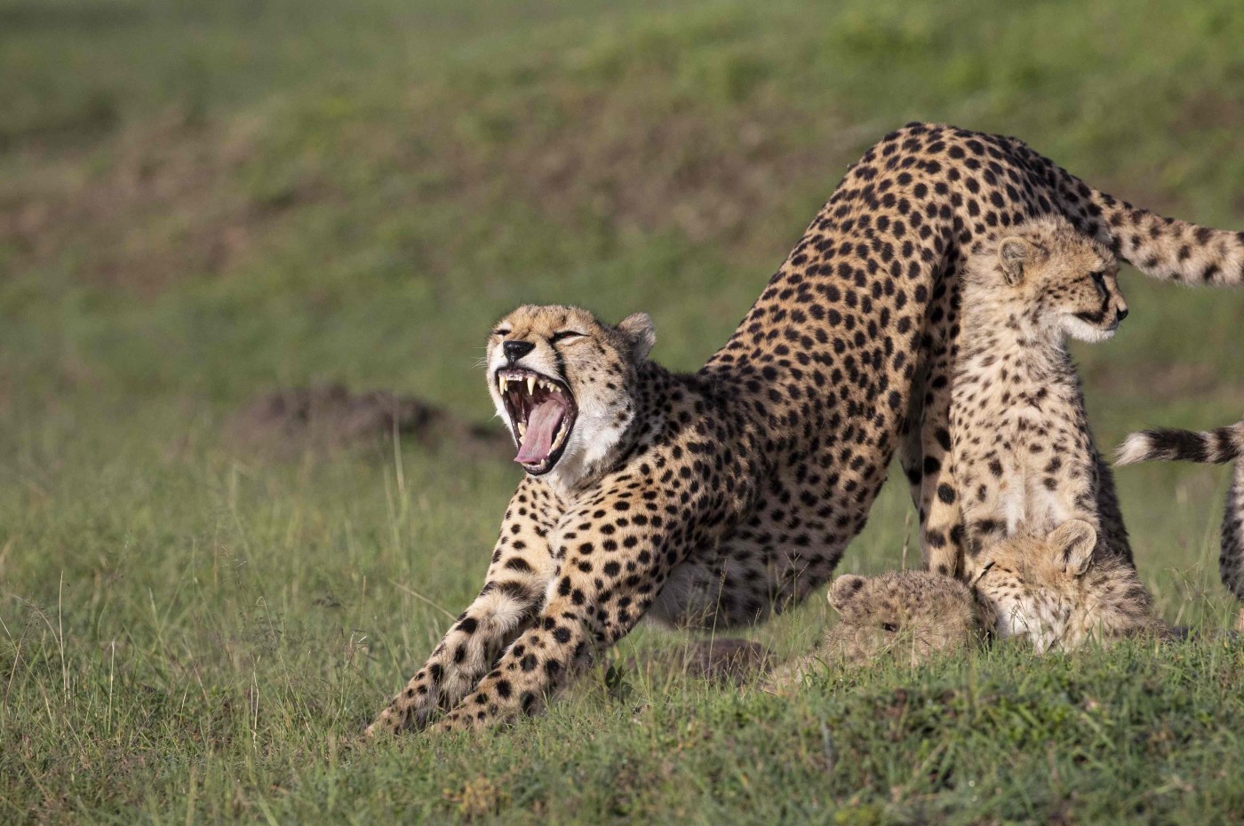 House in the Wild, Masai Mara, Kenya