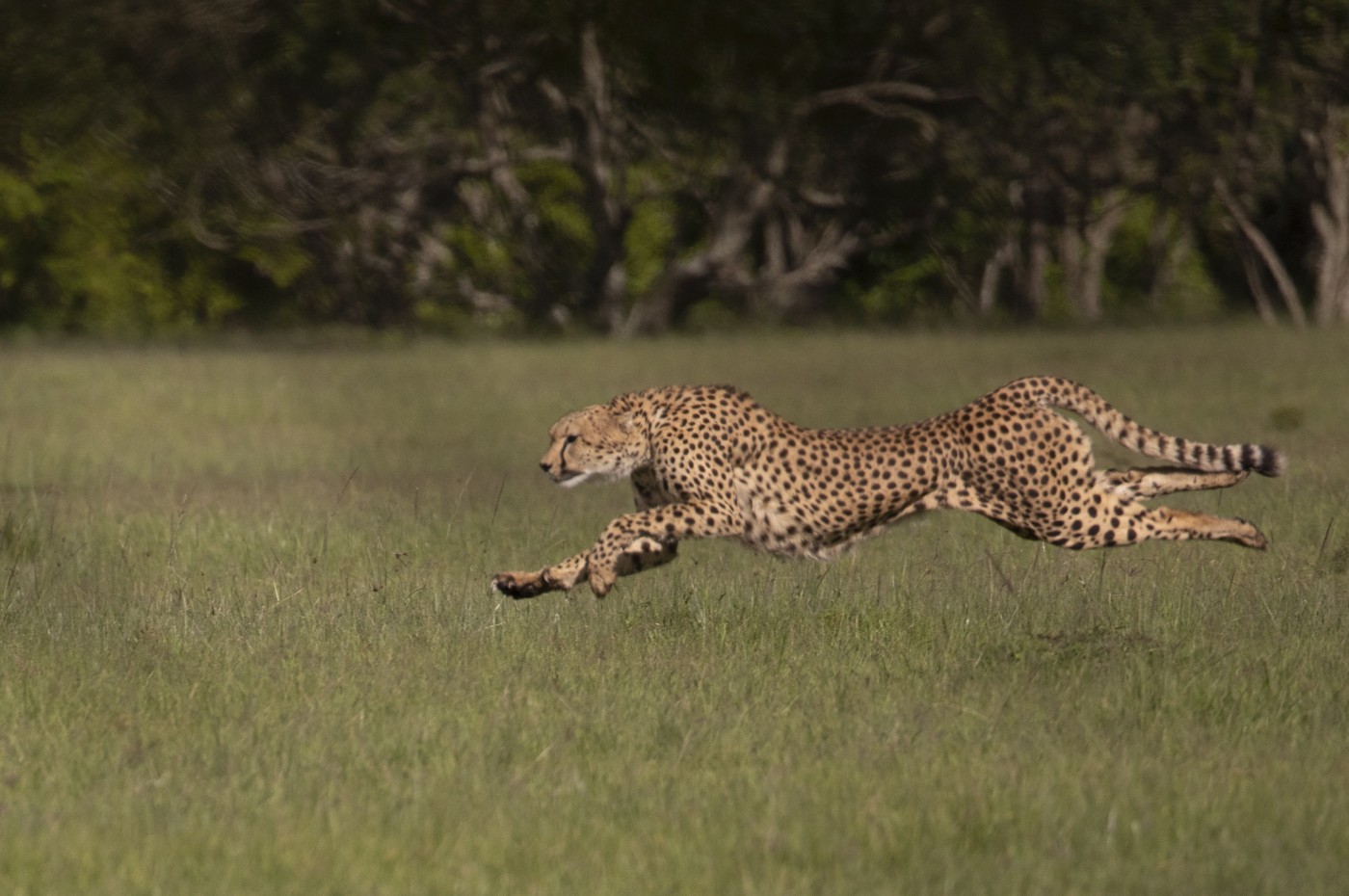 House in the Wild, Masai Mara, Kenya