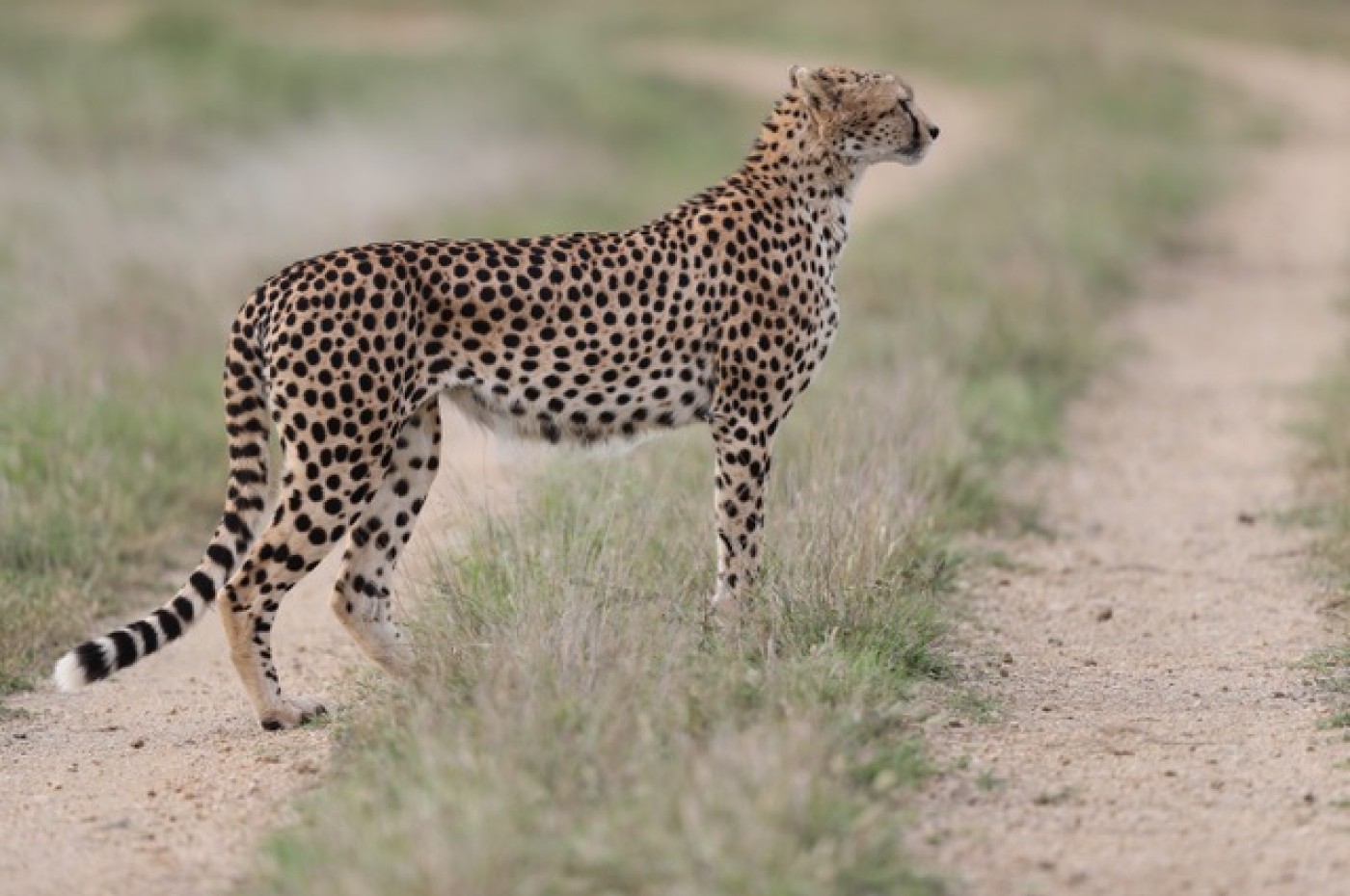 El Karama Lodge, Laikipia, Kenya