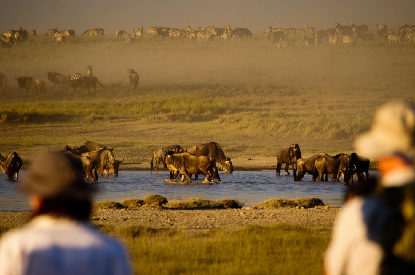 Buffaloes drinking water at the savannah and people looking at Wayo Walking Camp serengeti