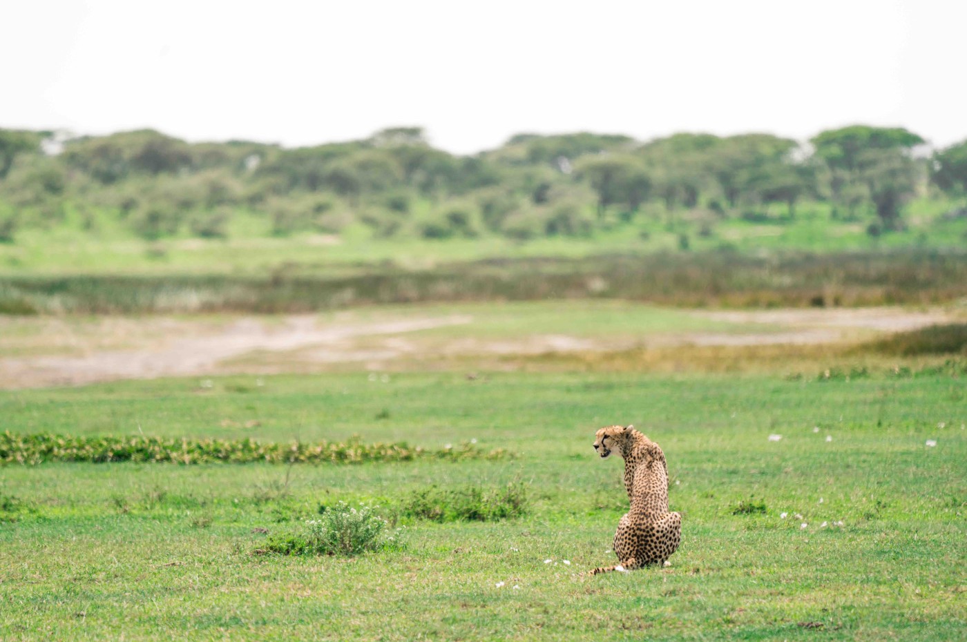 cheetah on the serengeti plains