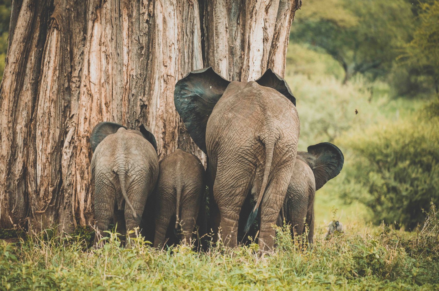 elephants from the back
