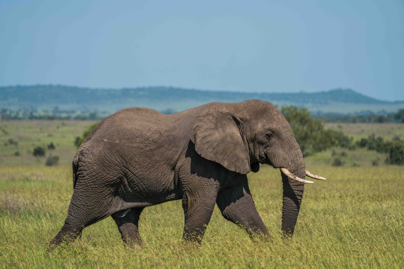 elephant walking