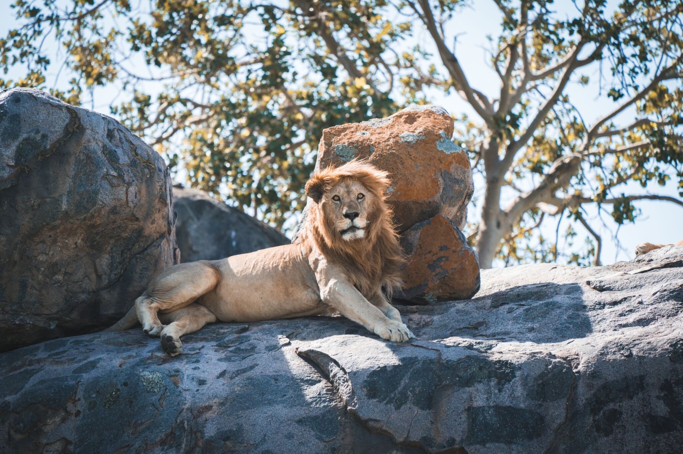 lion lying on a rock
