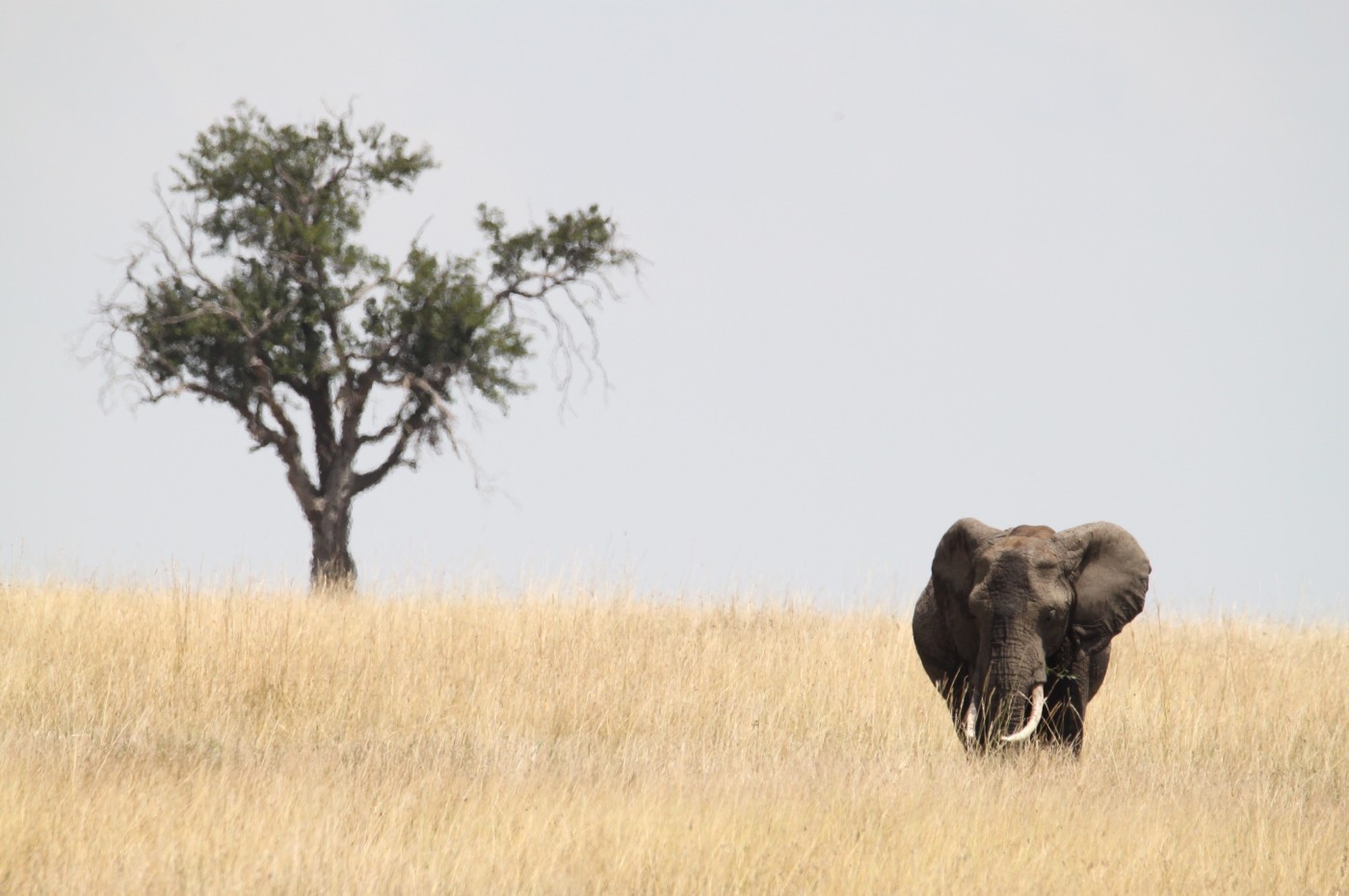 Elefant and tree at the savannah