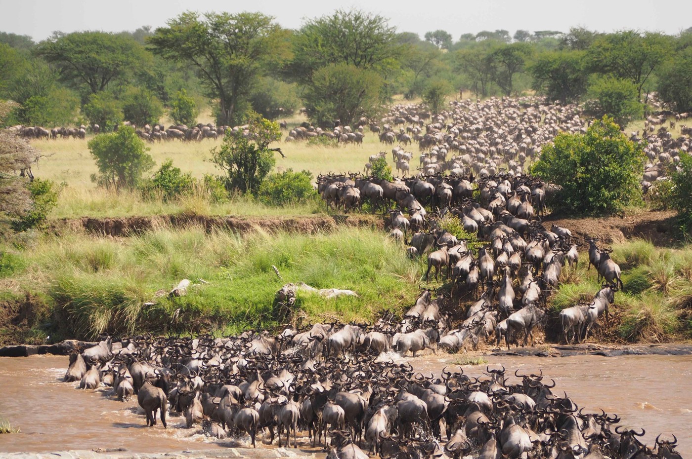 The big migration at the serengeti