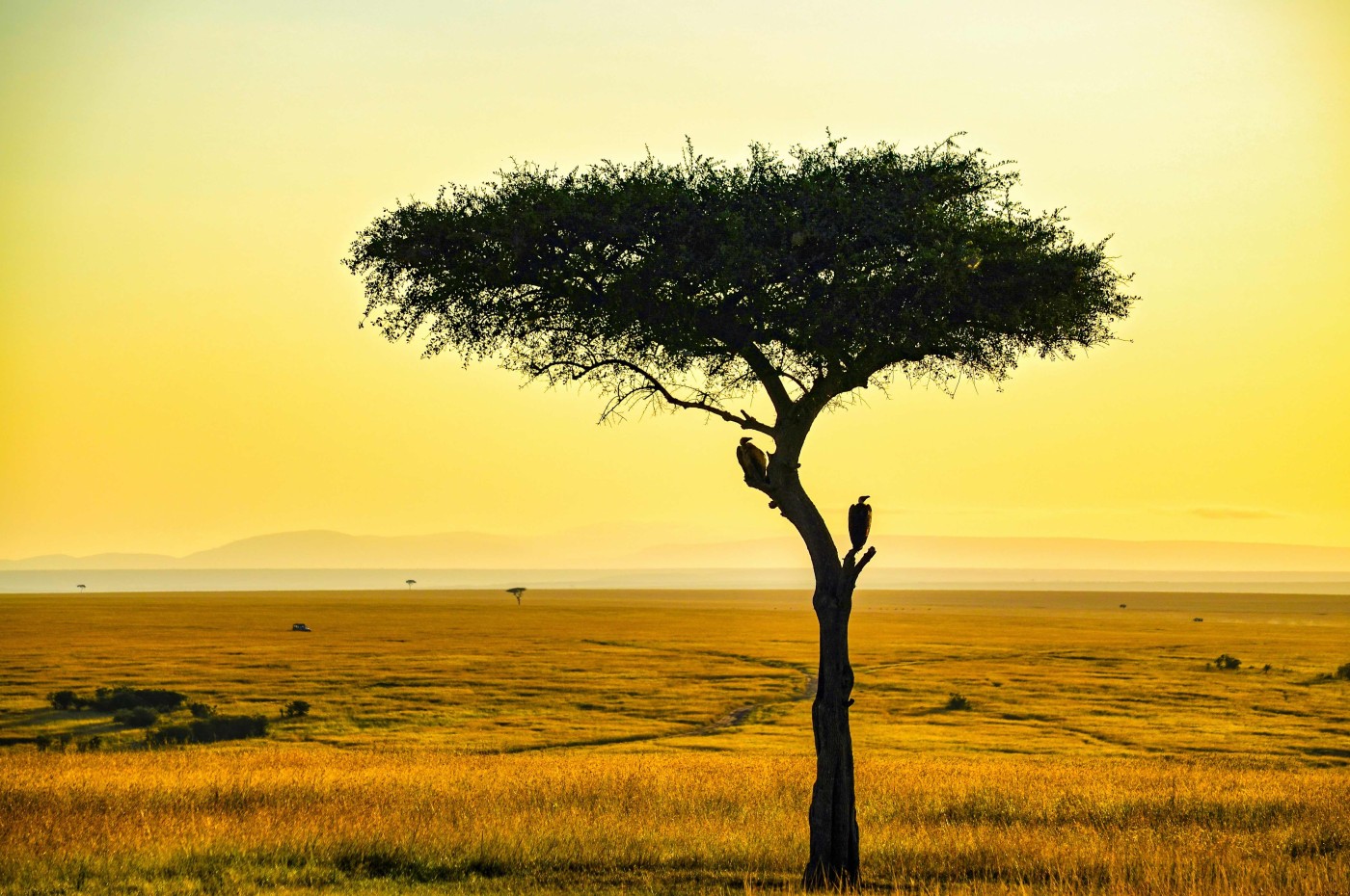 Tree at the savannah