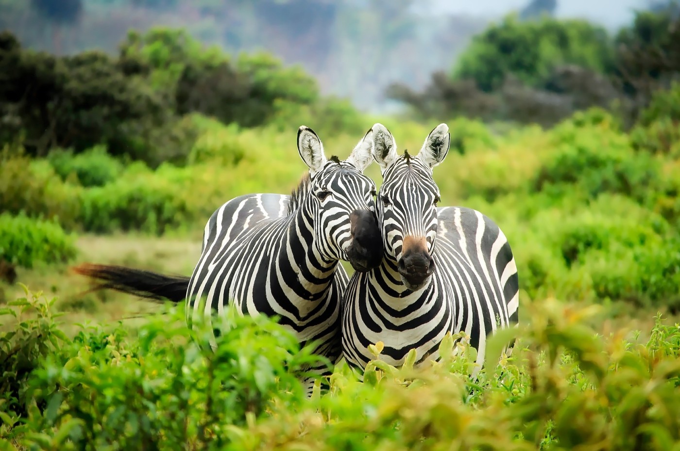zebras