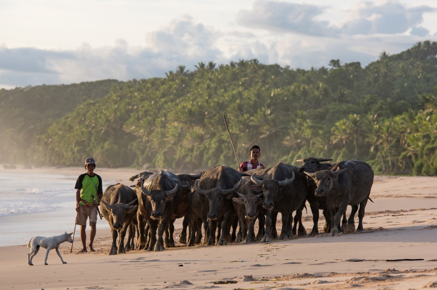 cows at the beach at NIHI Sumba, Indonesia