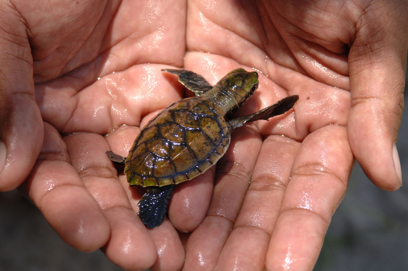 turtle in hand at Nikoi Island, Indonesia