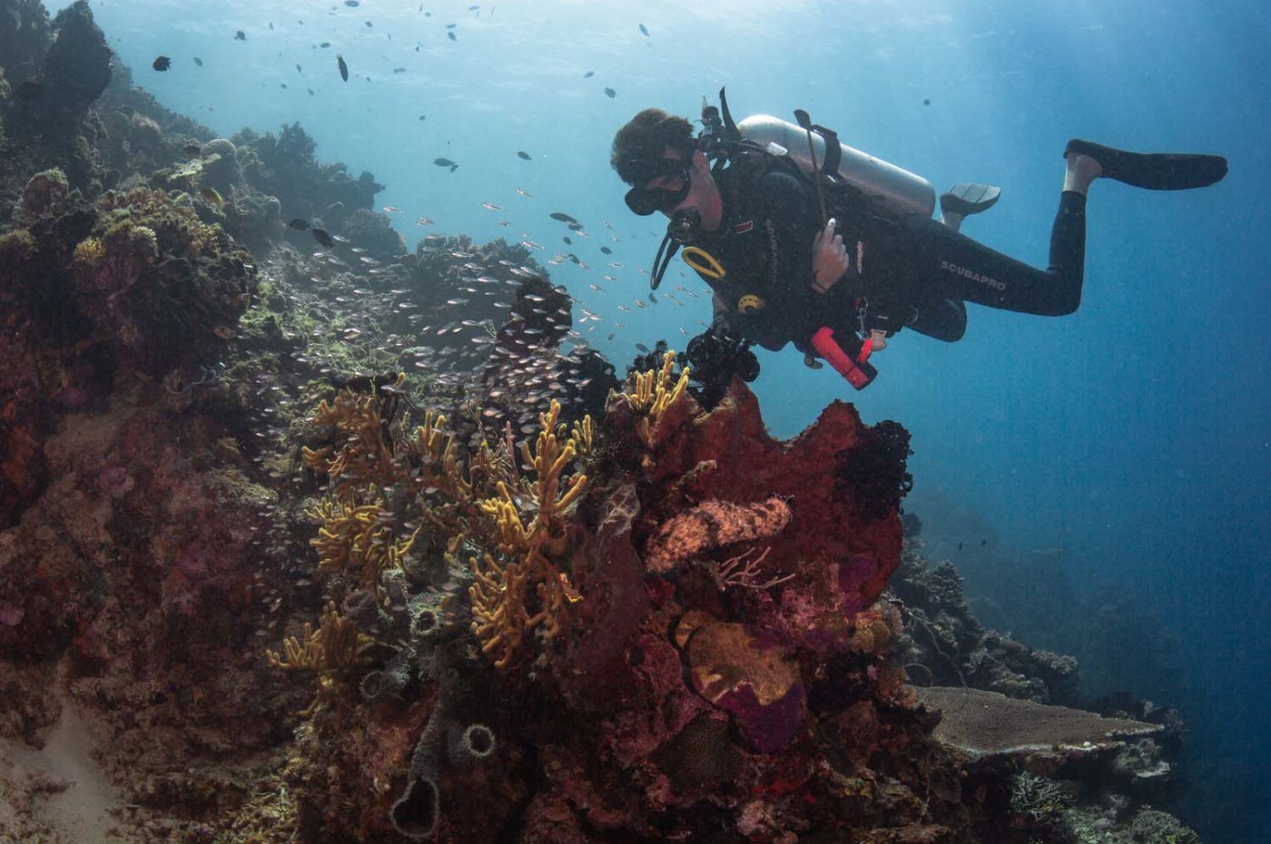 diver below water at The Seraya, Komodo Island, Indonesia