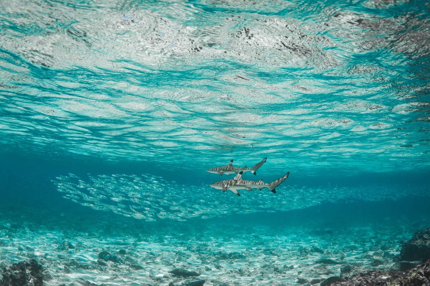 sharks below water at The Seraya, Komodo Island, Indonesia