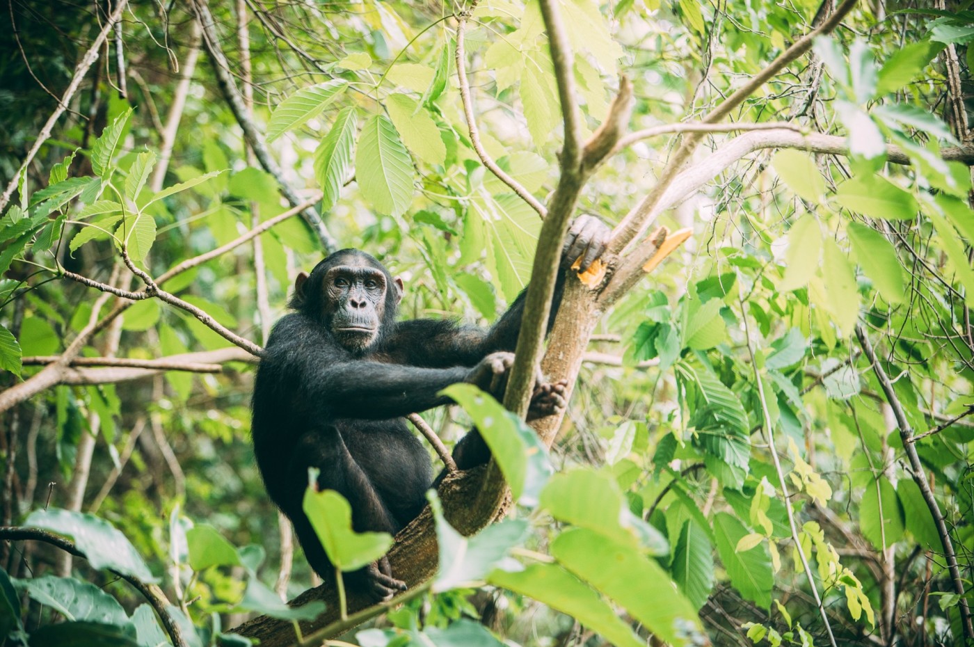 chimpanzee in the woods around Greystoke Mahale, Tanzania