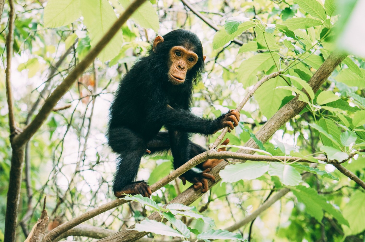 chimpance in the woods at Greystoke Mahale, Tanzania