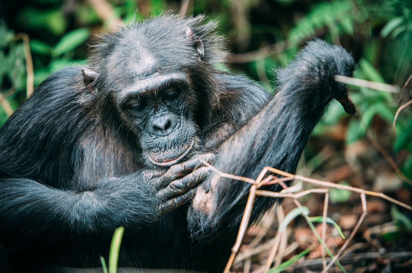 chimpanzee around Greystoke Mahale, Tanzania