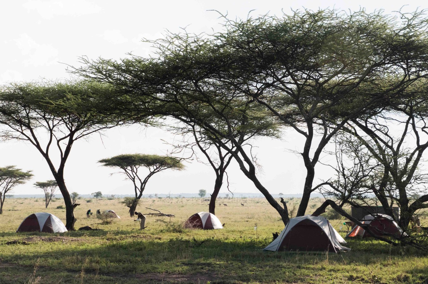 Tents under the trees at Wayo Fly Safari Camp, Serengeti, Tanzania