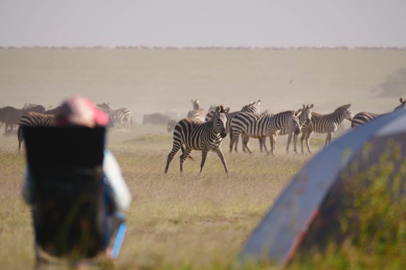 person in chair viewing zebras at Wayo Walking Safari Camp, Serengeti, Tanzania