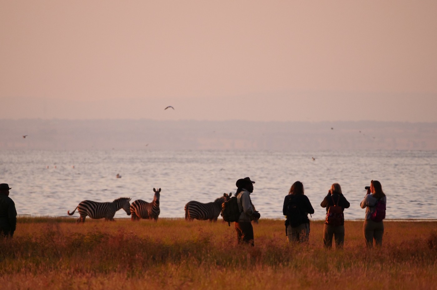 Persons looking at zebras in front of a lake Manyara at Wayo green camp, tanzania