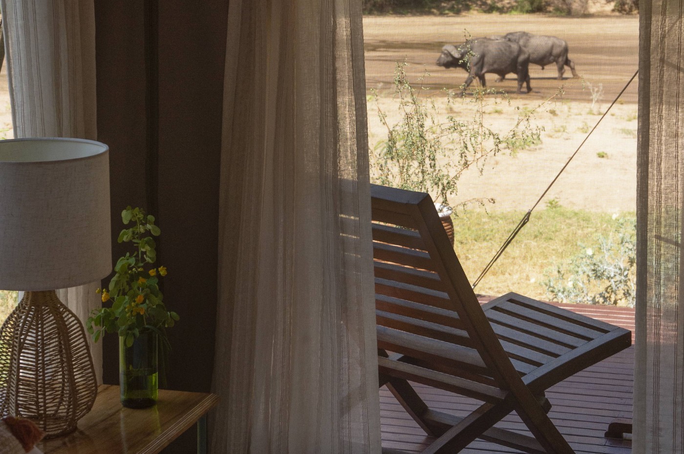 View from tent to buffalo at Wayo Manyara Green Camp, Tanzania