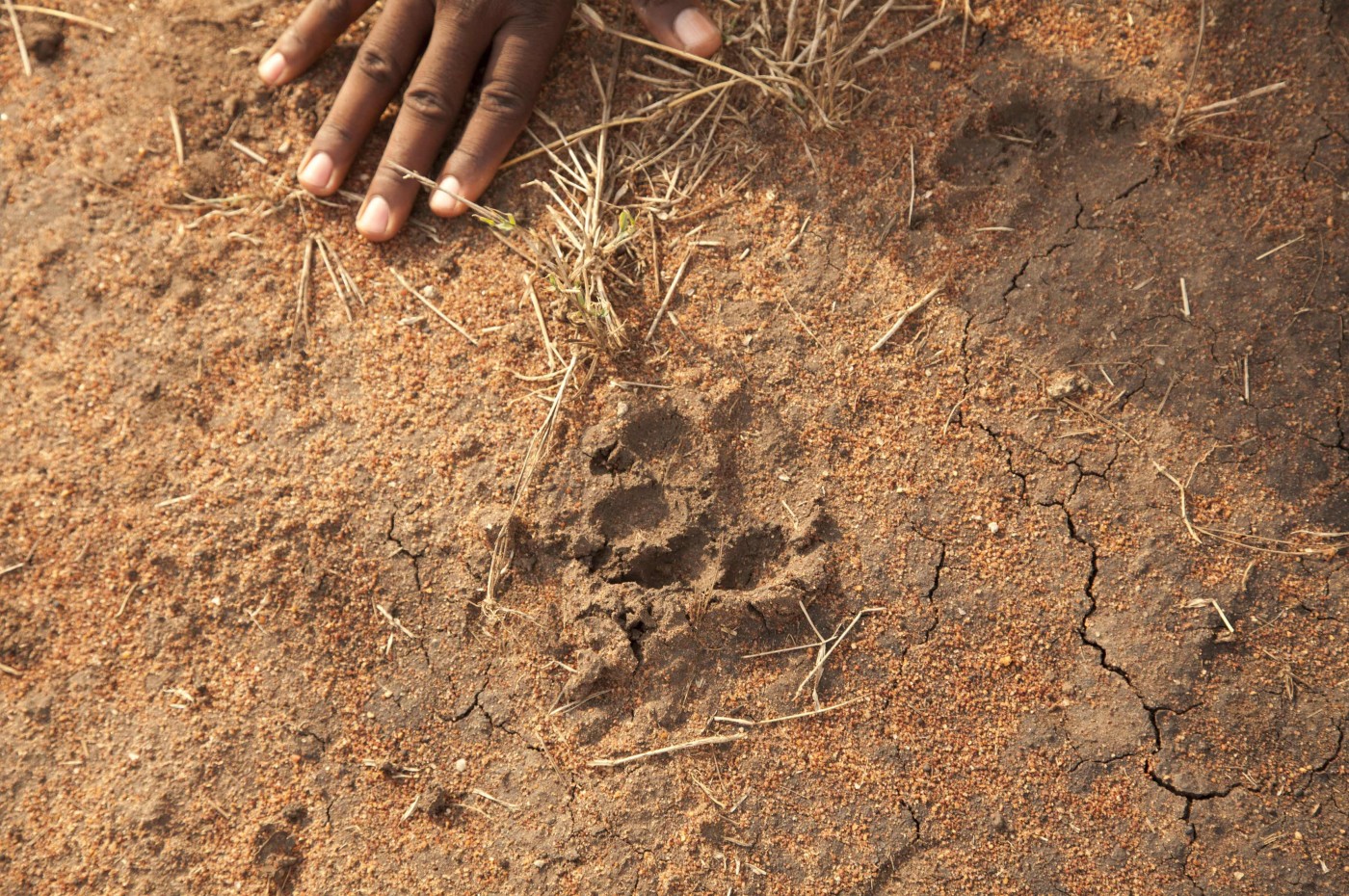 foot print in the soil and a hand at Wayo Walking Safari Camp, Serengeti, Tanzania