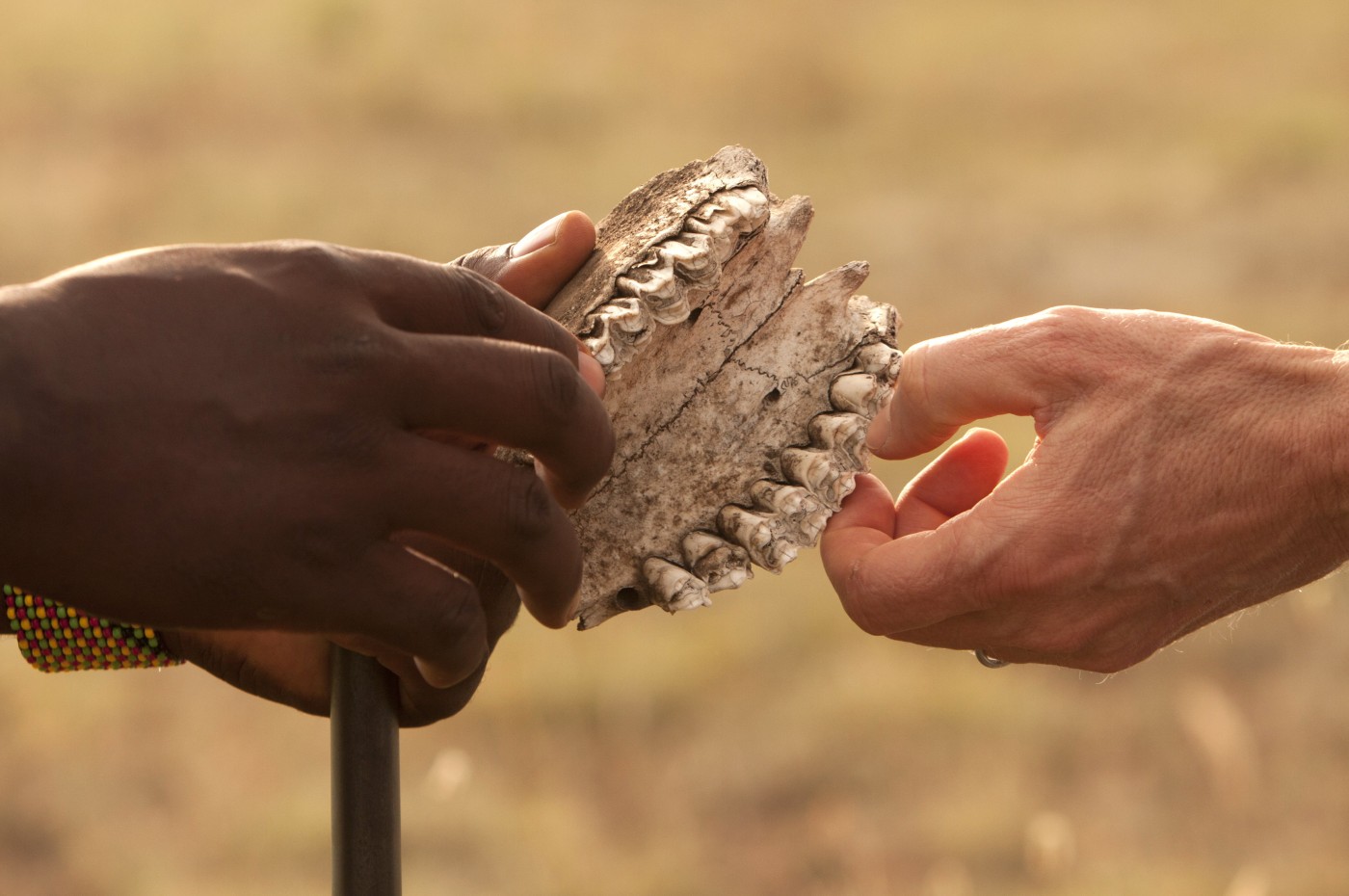 two hands holding animal skeleton at Wayo Walking Safari Camp, Serengeti, Tanzania