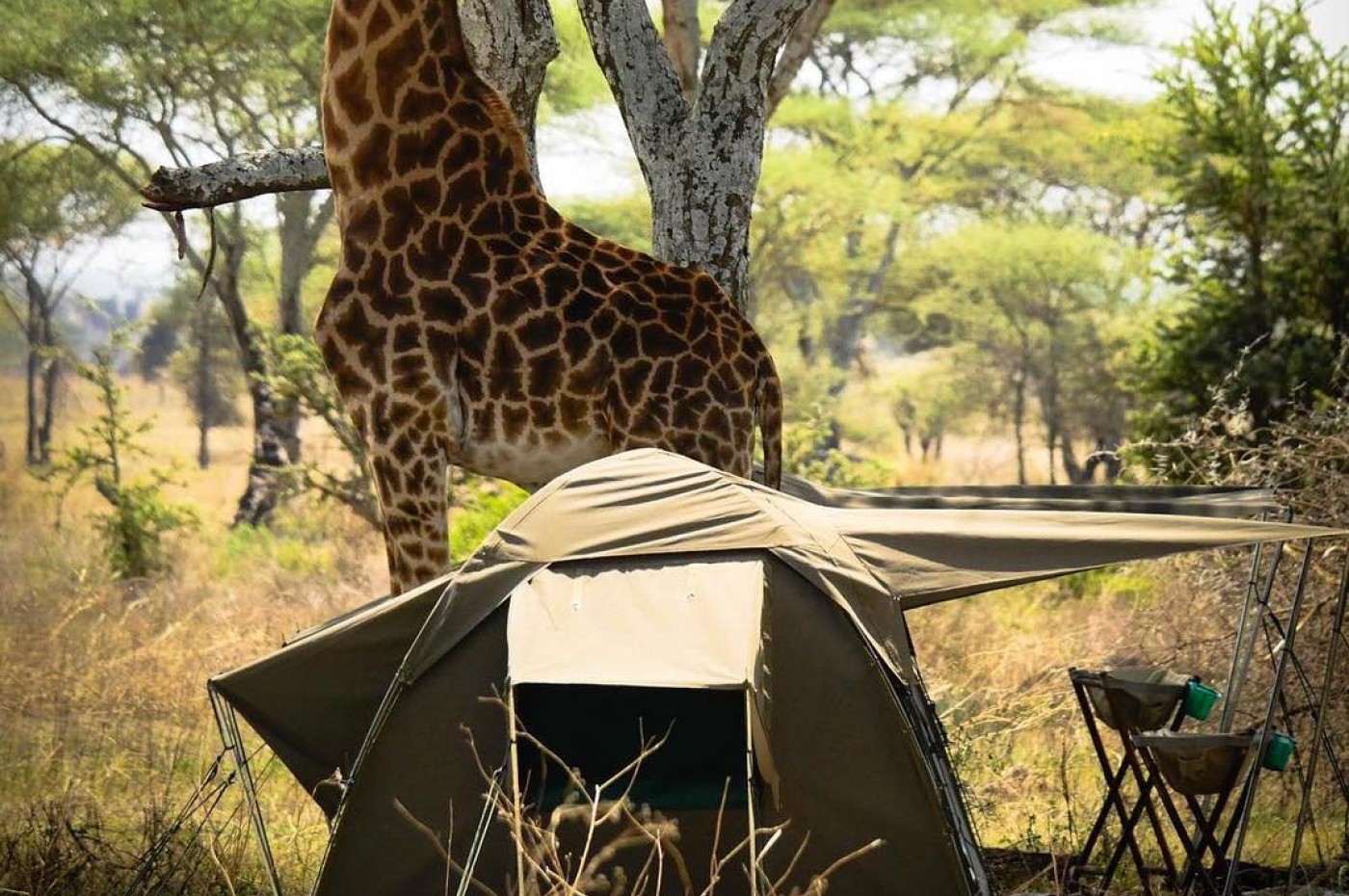Giral walking next to a tent at Wayo Walking Safari Camp, Serengeti, Tanzania