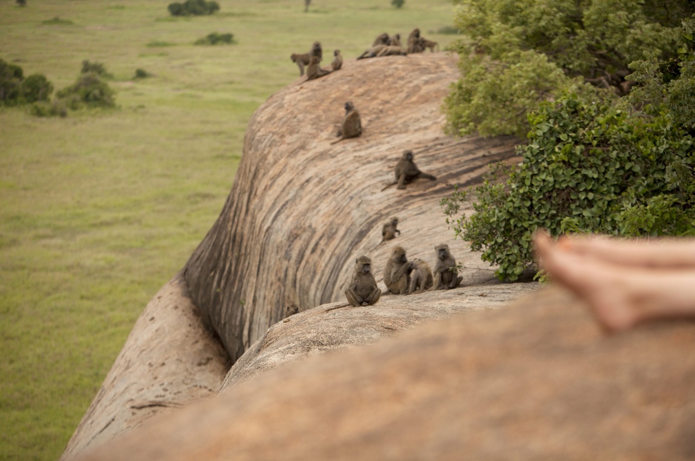 monkeys on the rocks at Wayo Walking Safari Camp, Serengeti, Tanzania