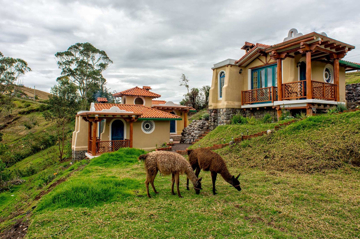 Lamas, Llullu Lama Montain Lodge, Ecuador
