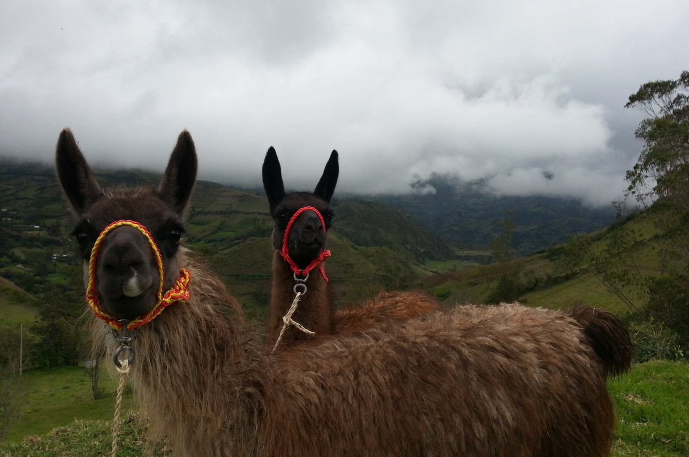 Lamas, Llullu Lama Montain Lodge, Ecuador
