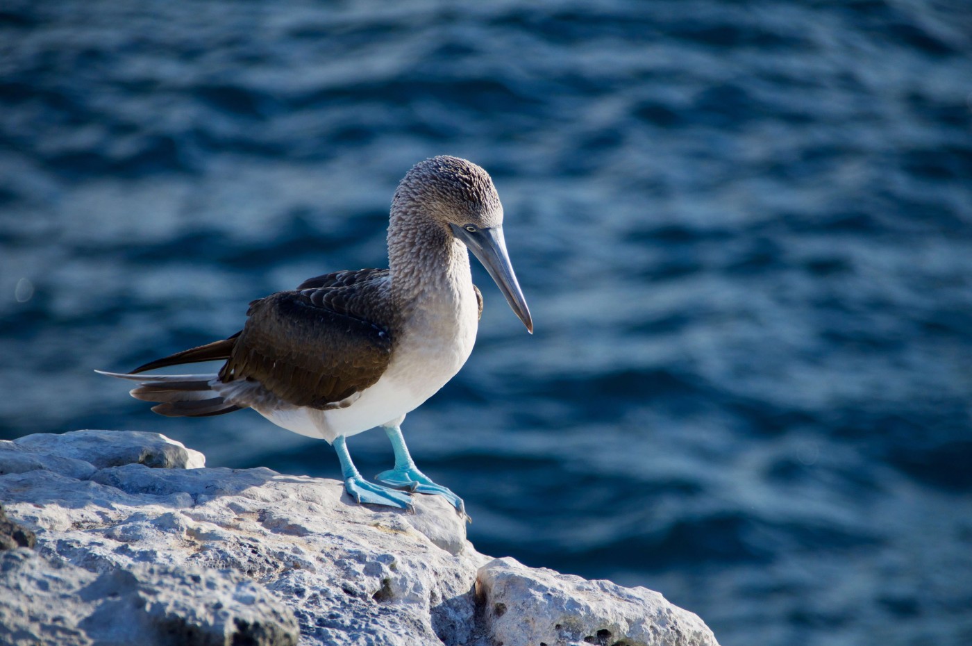 Bird, Galapagos