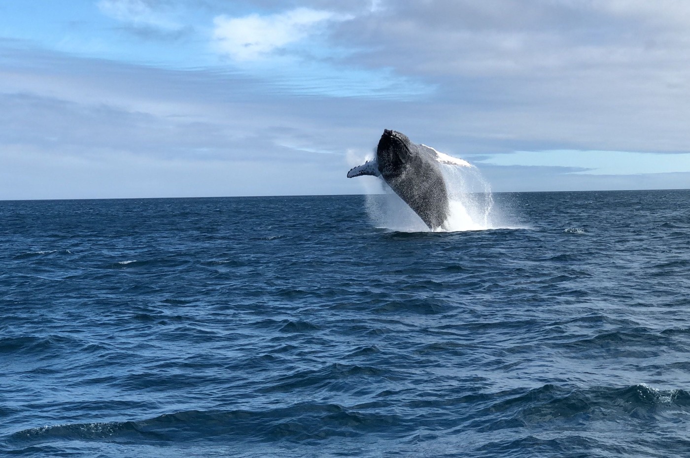 Whale, Galapagos