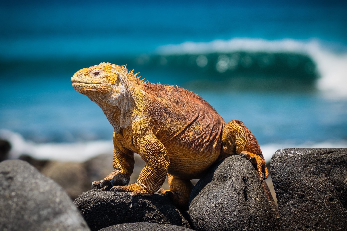 Galapagos