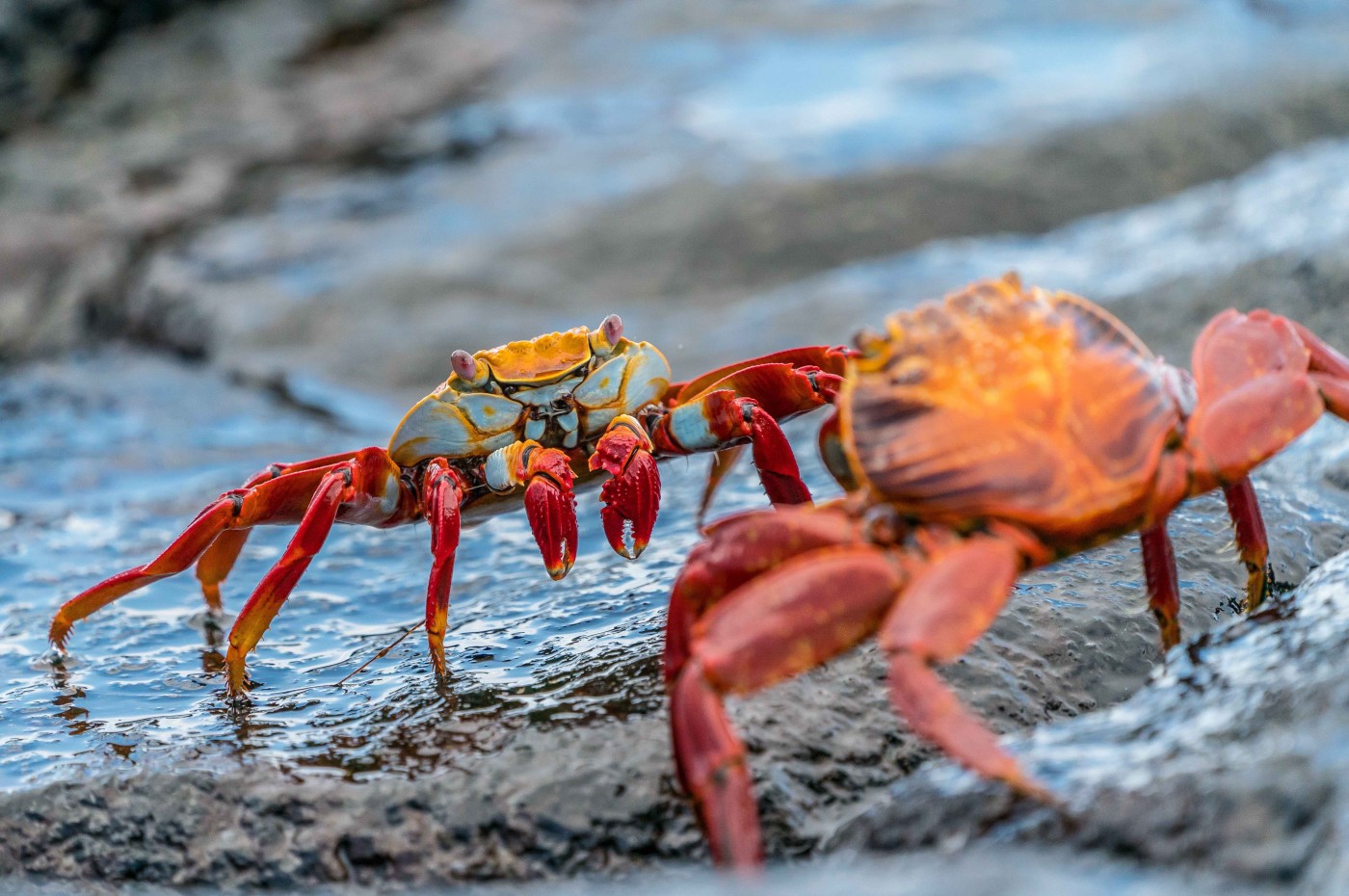 Red crabs, galapagos
