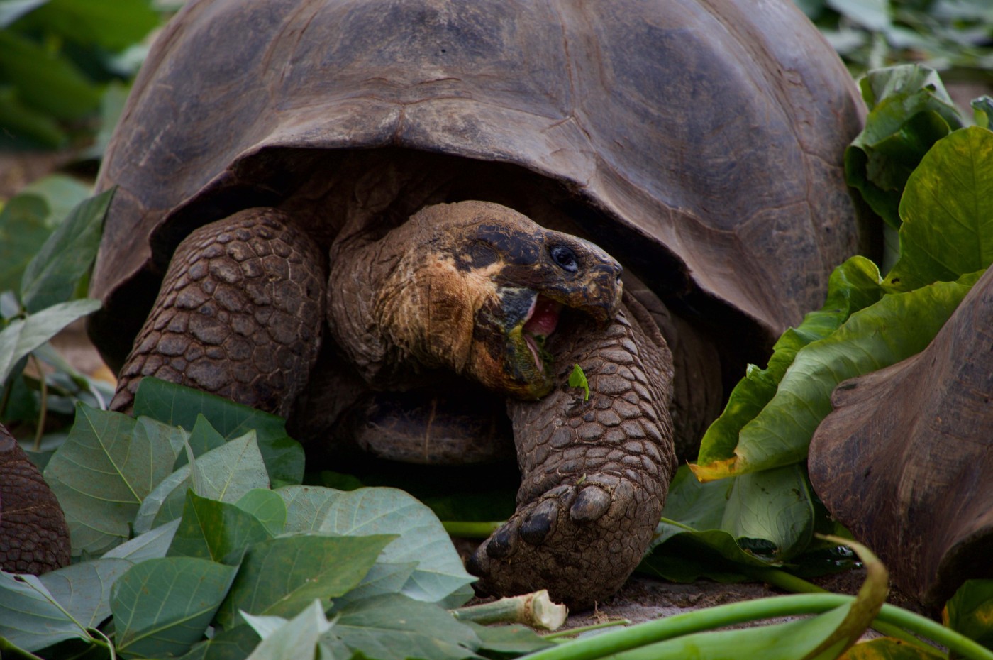Turtoise, galapagos